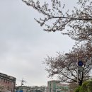 성북천 분수광장 평화의소녀상 앞 | 비내린 뒤 찾아본 성북천의 봄 1 - 아름다운 서울 수변