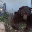 흑곰이다 이미지