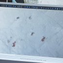 실이 그루밍 이미지