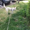 봄날의 댕댕이 이미지