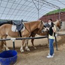 퀸즈승마장 이미지