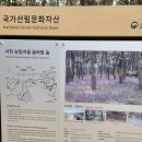 세븐일레븐 서천청소년수련관점 | 장항 송림산림욕장 스카이워크 -소나무위로 걸어보자