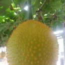 감자 바우 이미지