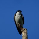 ■ The tree swallow(Tachycineta bicolor) 이미지