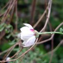 로단테(Rhodanthe) 이미지