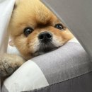 위드퍼피 이미지