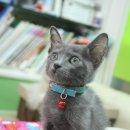 엣지퍼피 이미지