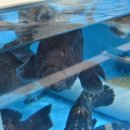 세븐일레븐제주탑동광장점 이미지