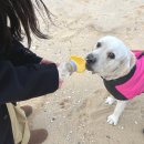 야옹아 멍멍해봐 속초점 이미지