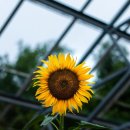 해바라기가맥 이미지