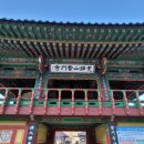 신원리 무적숲 | 경북 청도 여승 사찰! 운문사 탐방 기록후기(feat. 처진소나무)