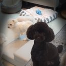 휴 애견미용 이미지