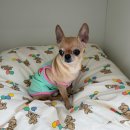 시오꾸꾸 이미지