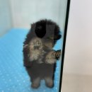 펫하우스(애견샵) | [부산 애견분양]말티푸,말티폼 온천장 펫하우스 애견샵