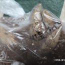 단미정원 이미지