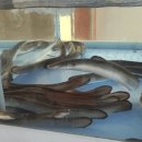 명산장어 | 평택장어 맛집 찾으신다면 명산장어 추천 송탄장어구이 제대로 즐기고 온 후기