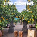 서귀포 귤 따기 은하감귤체험농장 제주도 겨울 가볼만한곳