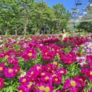 ◆(사진)서울대공원 작약 $ ◆구리한강공원 유채꽃 이미지