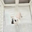 꽃단장하시개 이미지