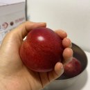 농브라더스 | 여름 제철과일 신비 복숭아 과일쇼핑몰 '농브라더스' 구매후기