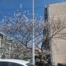 중원-38 | 2026 진해 경화역 벚꽃 개화상황 주차 먹거리 화장실 후기