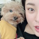 야생동물의료센터 | 대구24시동물병원 노령견 건강검진 수성구 황금동물의료센터 방문 후기