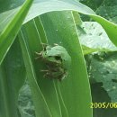 개골농장 이미지