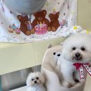 뷰티몽&플레이몽 이미지
