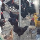 광재농장 이미지