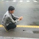 선진보라매