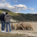 청룡목장 이미지