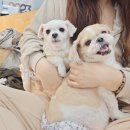 라이크멍 이미지