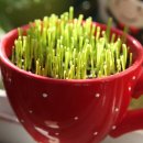 새싹의 아침 이미지