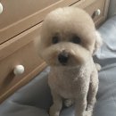 파리봉강아지미용실 | 용인 애견미용 파리봉에서 크림푸들 미용했어요