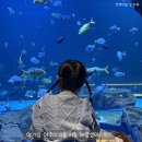 해양치유시티투어 | 시흥 해양생태과학관 아기랑 실내 아쿠아리움 주말 현장예약