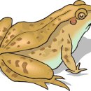 금두꺼비 이미지