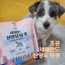 제니스펫 | [강아지 간식 추천] 여름철 강아지 입맛 잡는 간식! 조공 네덜란드 산양유 양갱 츄르 후기