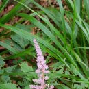 지리산약초 이미지