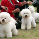 21세기 동물병원 이미지