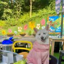 애견명가 이미지