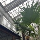 앵무새동물원 | 가평 가볼만한 곳 베고니아 새정원 동물원ㅣ먹이주기 체험ㅣ펭귄 기니피그 염소 토끼 앵무새 독수리 부엉이