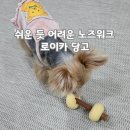 로이카 | 소형견에겐 쉬운 듯 어려운, 노즈워크 장난감 로이카 당고 솔직 후기