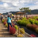 철원고석정 가을 꽃밭 화려한 풍경 이미지