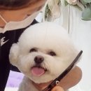 도블리펫 이미지