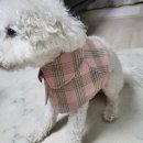 펫 디자인(강아지 옷 만들기) 이미지