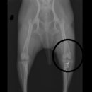 대학로동물병원 이미지