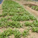 상일농장 이미지