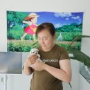 멍냥멍냥 | 중랑구강아지분양 멍냥스타 말티즈분양 후기 (1819)