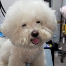 도그트리 이미지