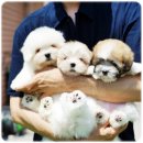 켄넬퀸비 | 꼬똥드툴레아분양 전문성 있는 켄넬퀸비